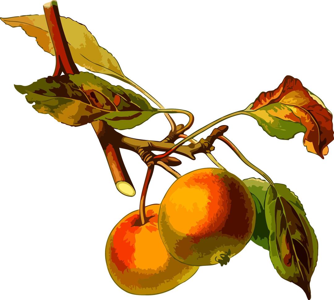 Apple tree 2 (low resolution) png transparent
