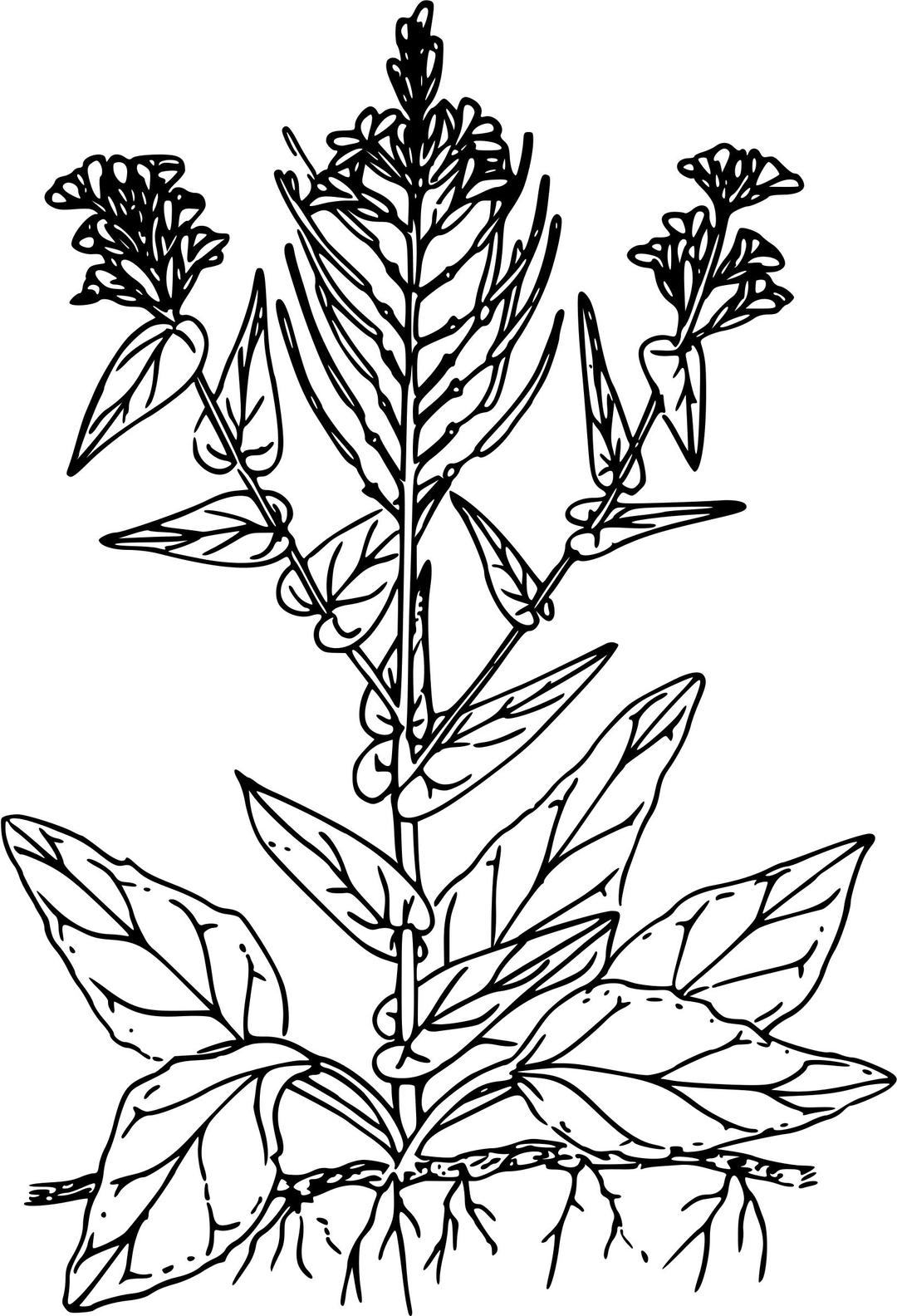 Arrow-leaved thelypody png transparent