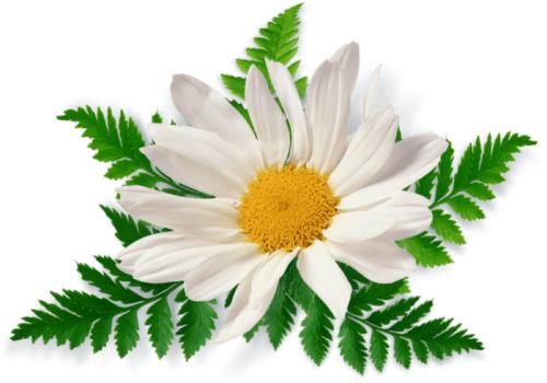 Camomile Leaves Close Up png transparent