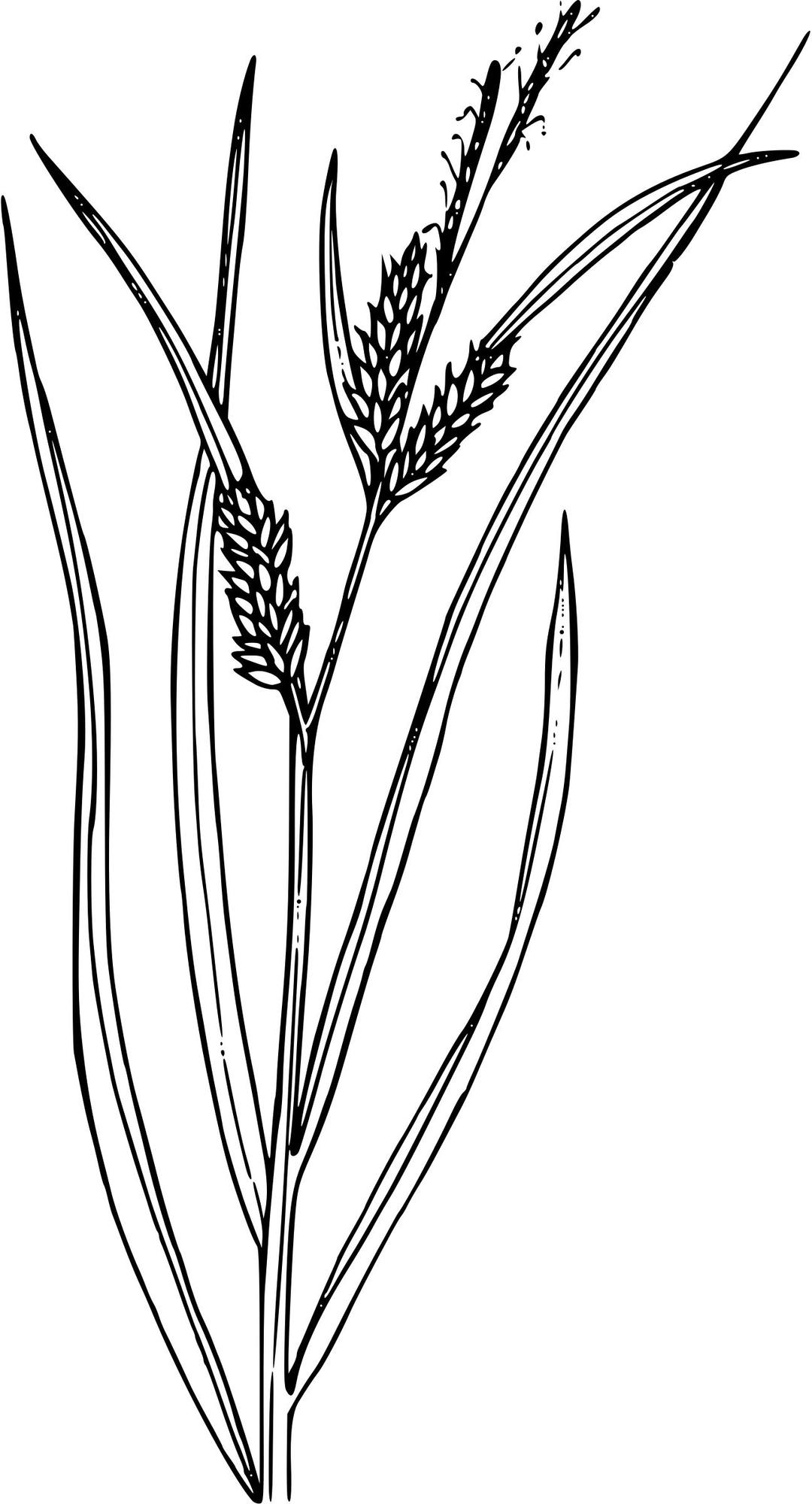 Inflated sedge png transparent