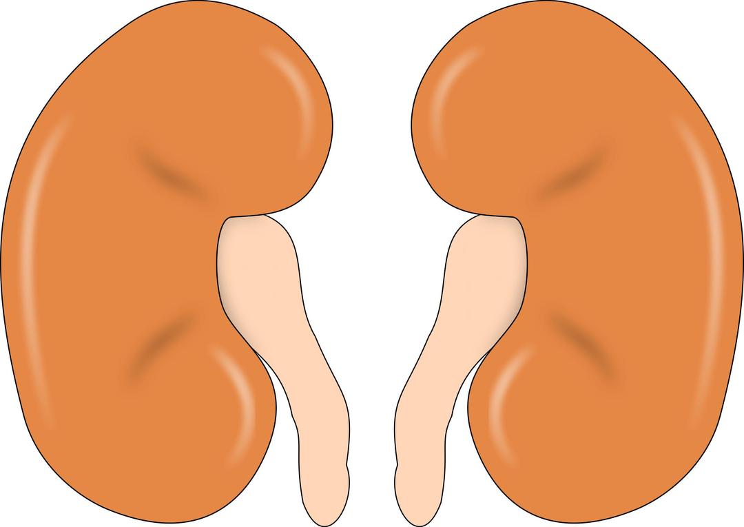 kidney-reins png transparent