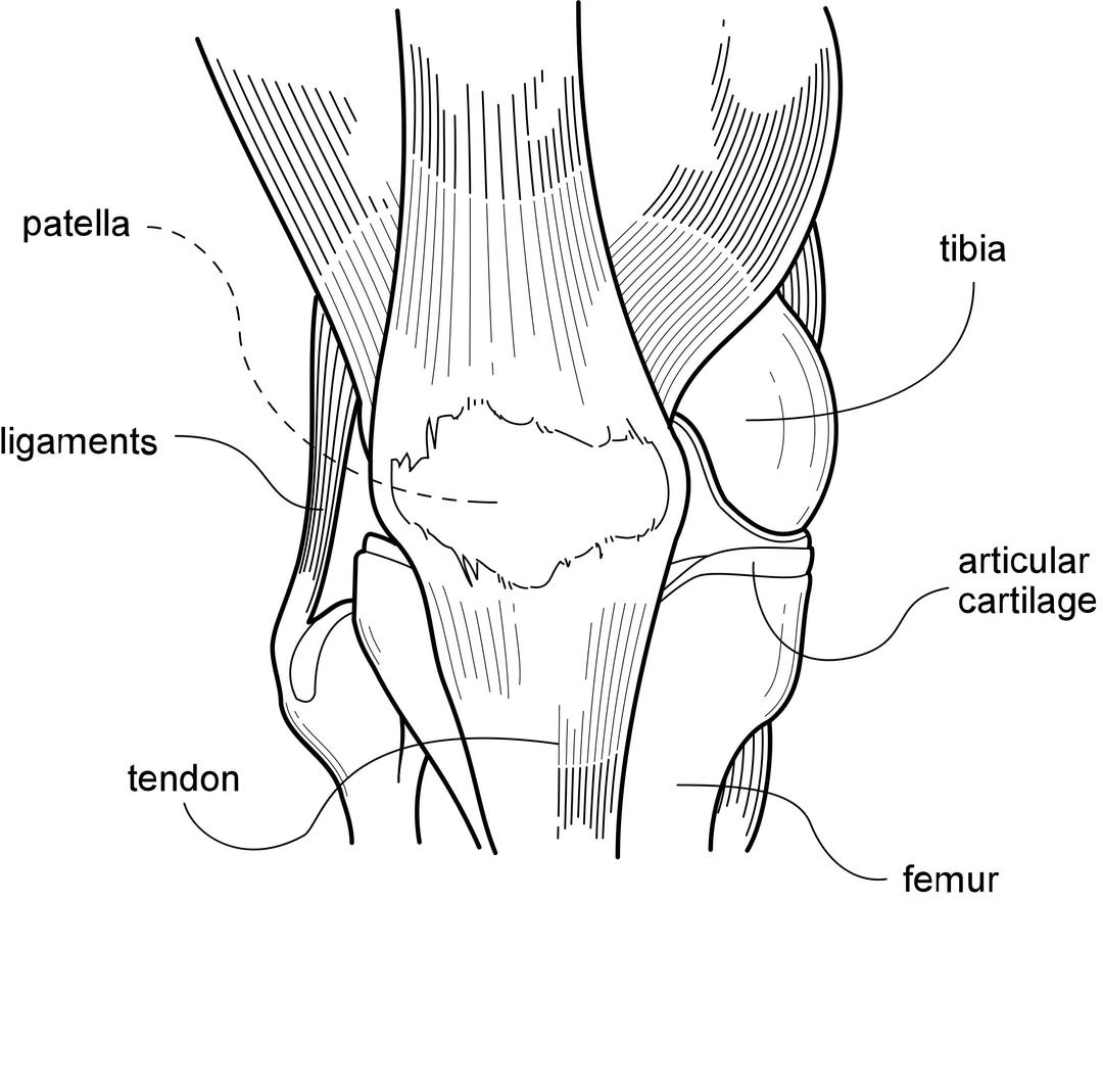 Medical Illustration - Knee png transparent