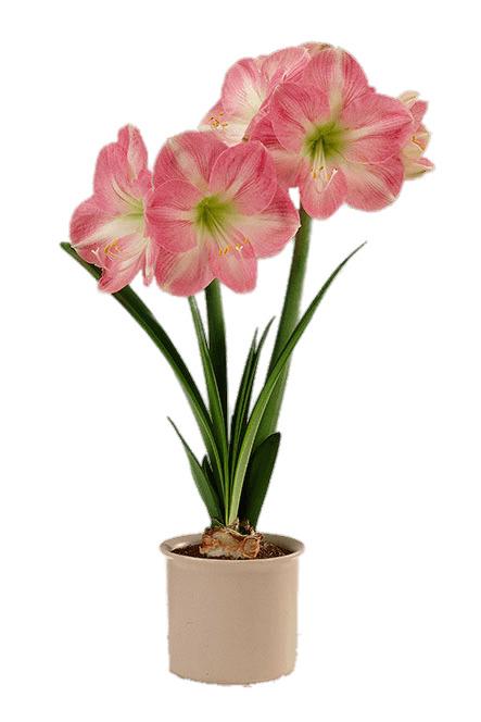 Pink and White Amaryllis In Flower Pot png transparent
