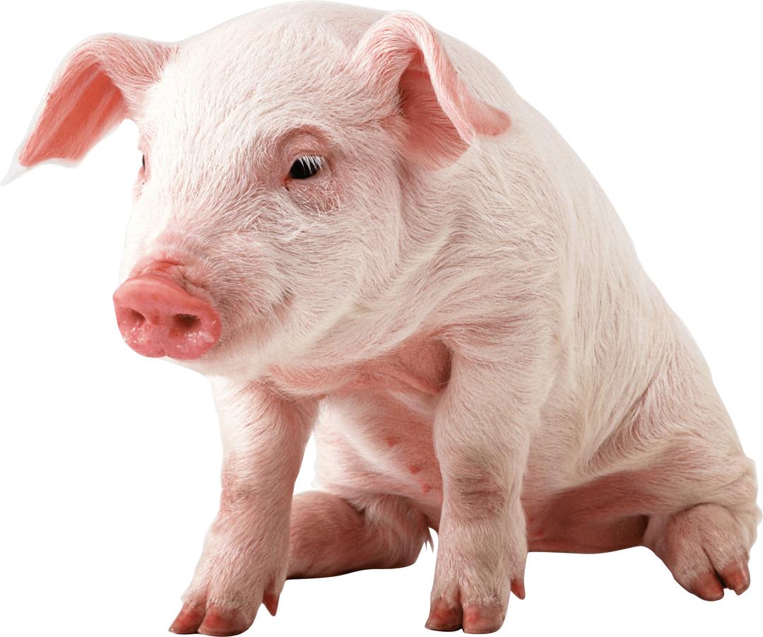 Small Pig Sitting png transparent