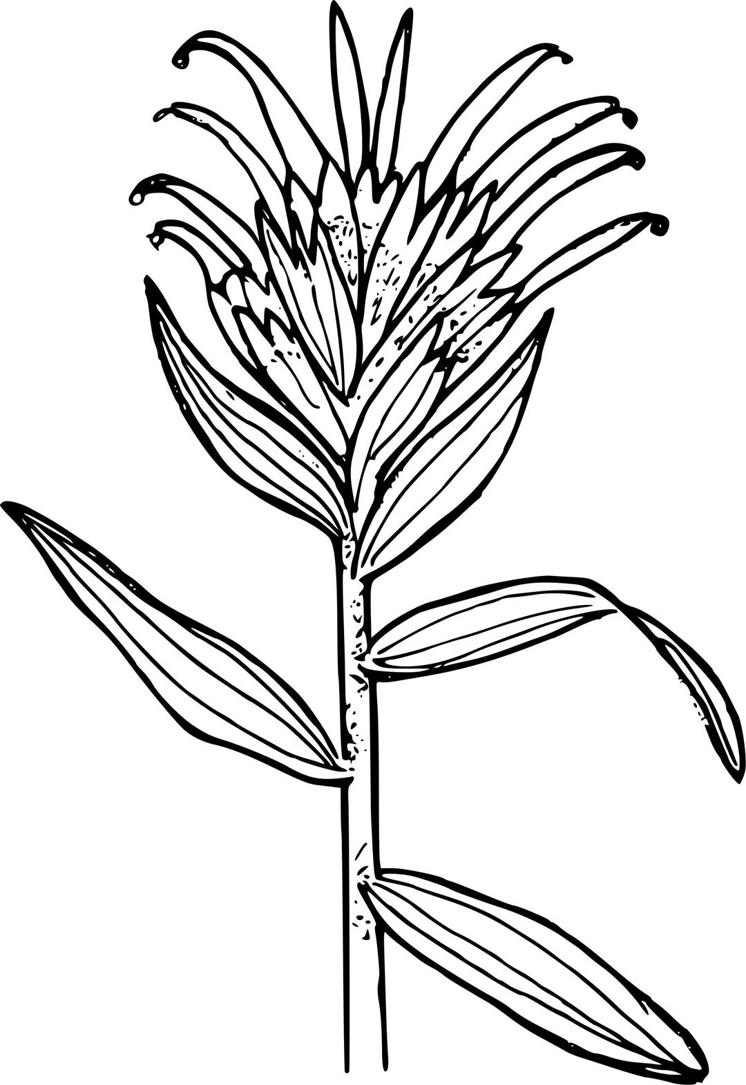 Thin-leaved paintbrush png transparent