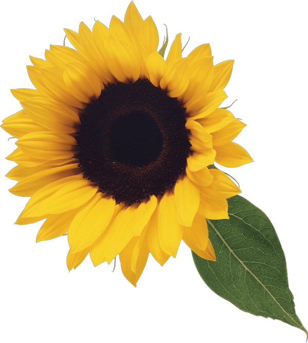 Fall Sunflower geeen leaf clip art icons png preview