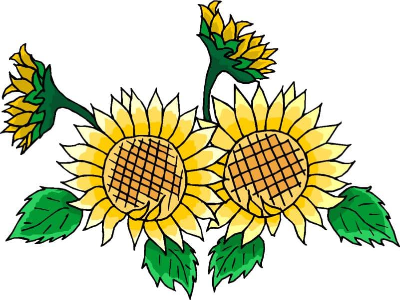 Hawaiian Yellow Sunflower clip art icons png preview