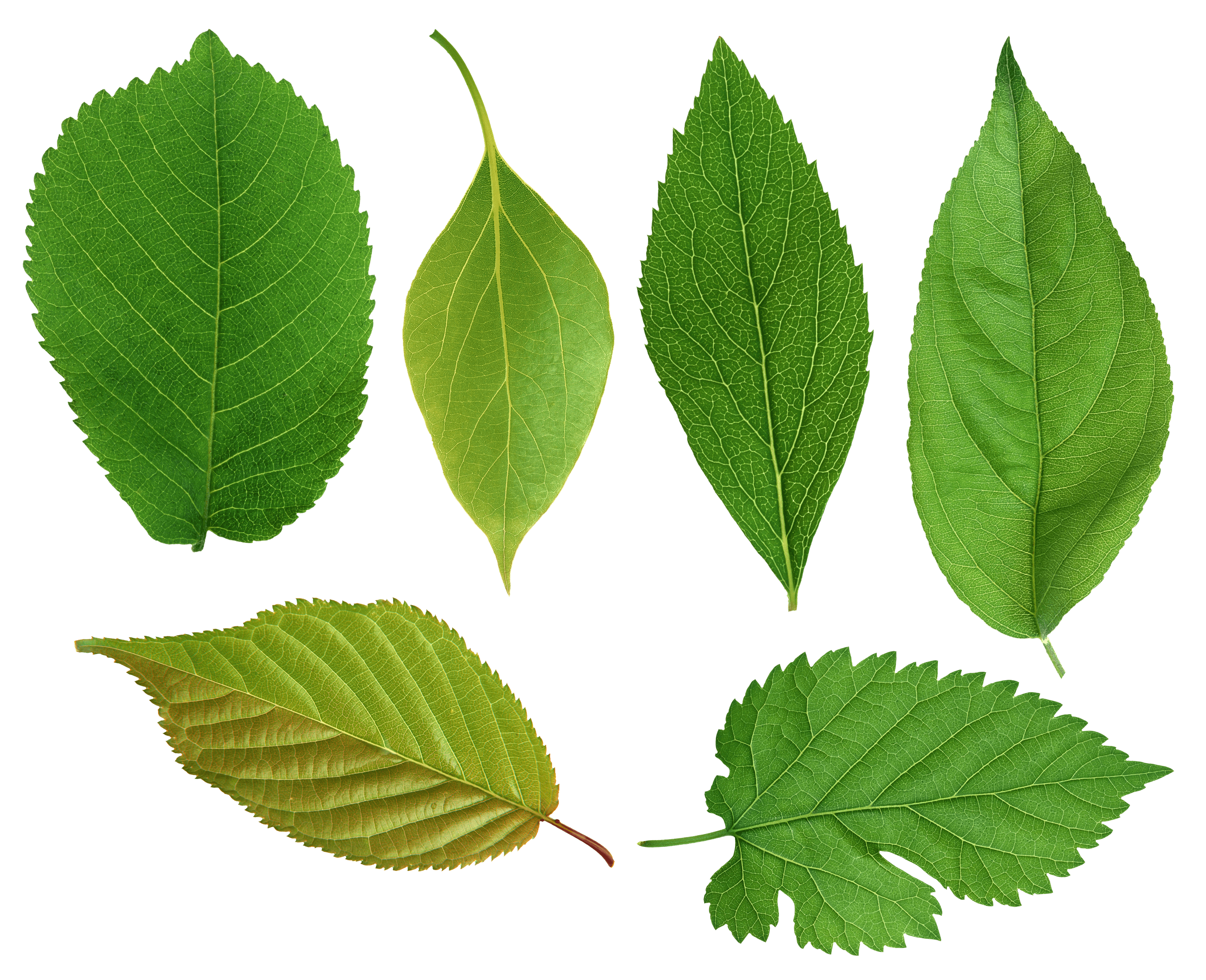 Professional Green Leaves Png icons png preview