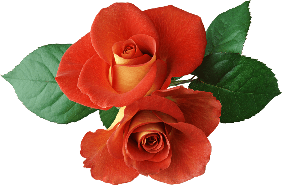 Red Rose with green leaves icons png preview