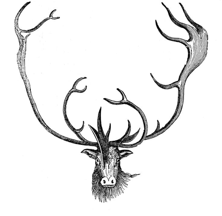 Reindeer Front View Drawing icons png preview