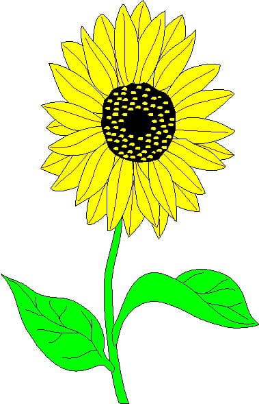 Sunflower Cartoon design art icons png preview