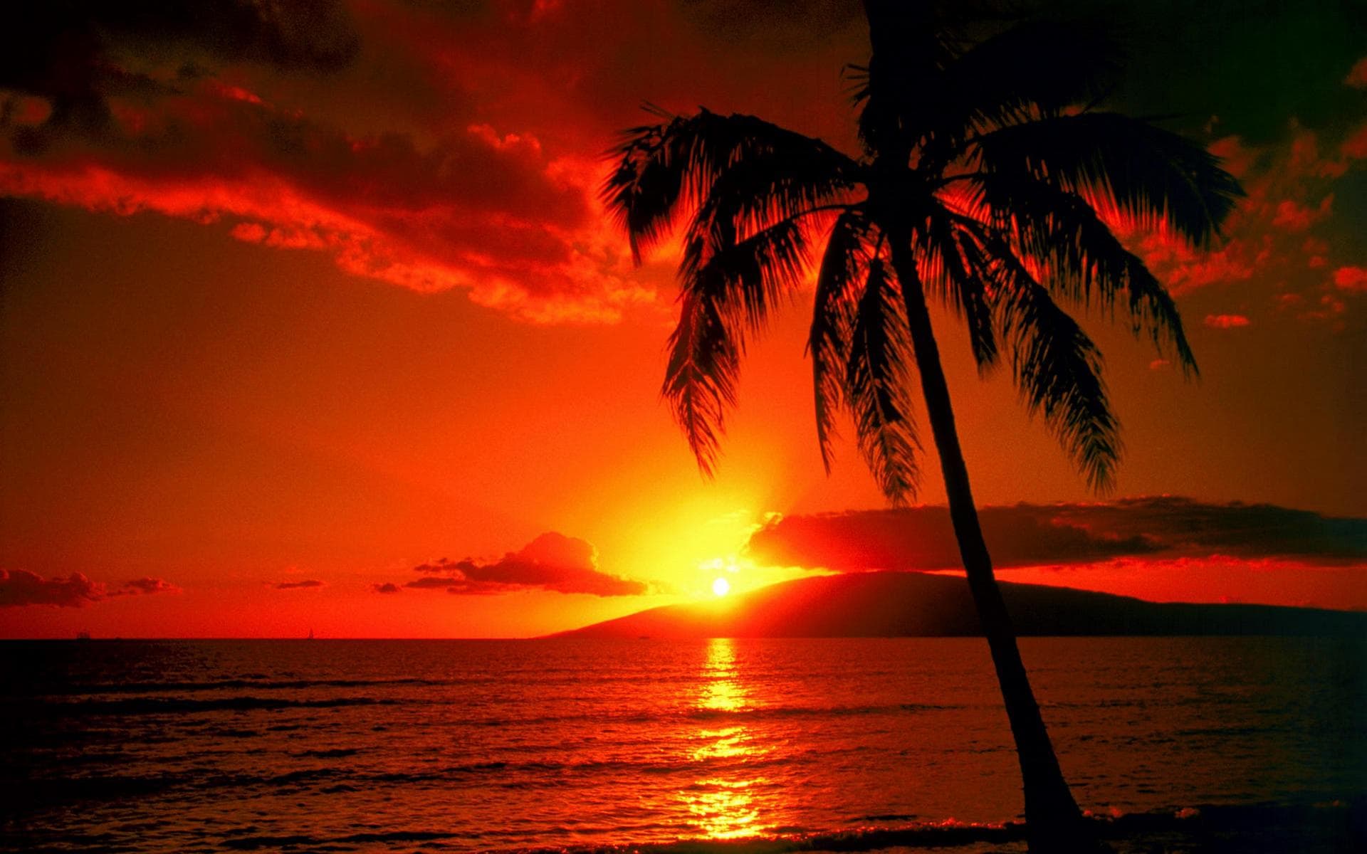 Sunsets Palm Tree Picture icons png preview