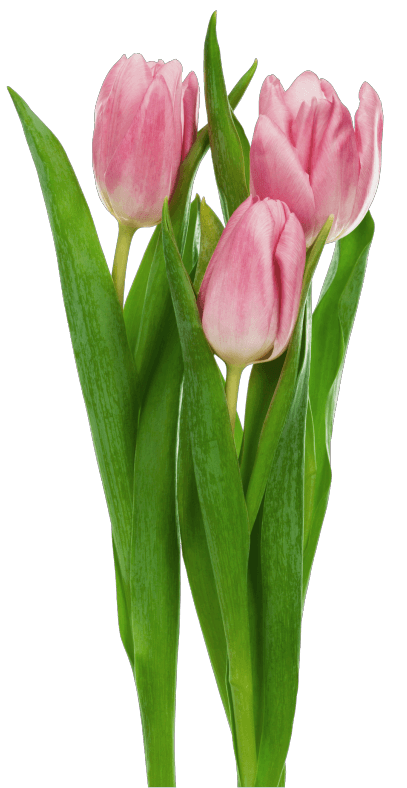 Tree Pink Tulips icons png preview