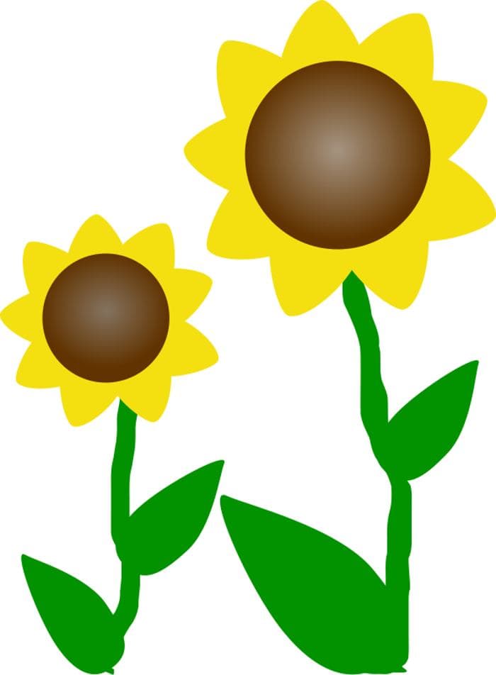 Yellow sunflower clipart green leaves icons png preview