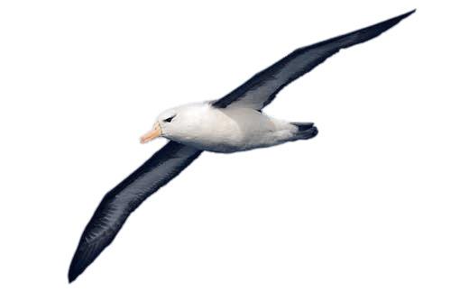 Albatross png transparent