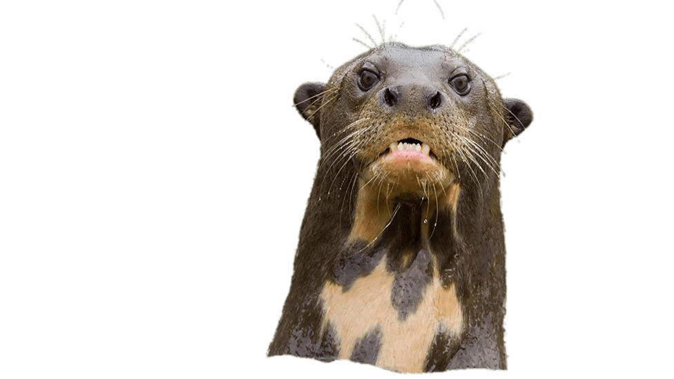 Angry Giant River Otter png transparent