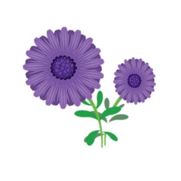 Aster Clipart png transparent