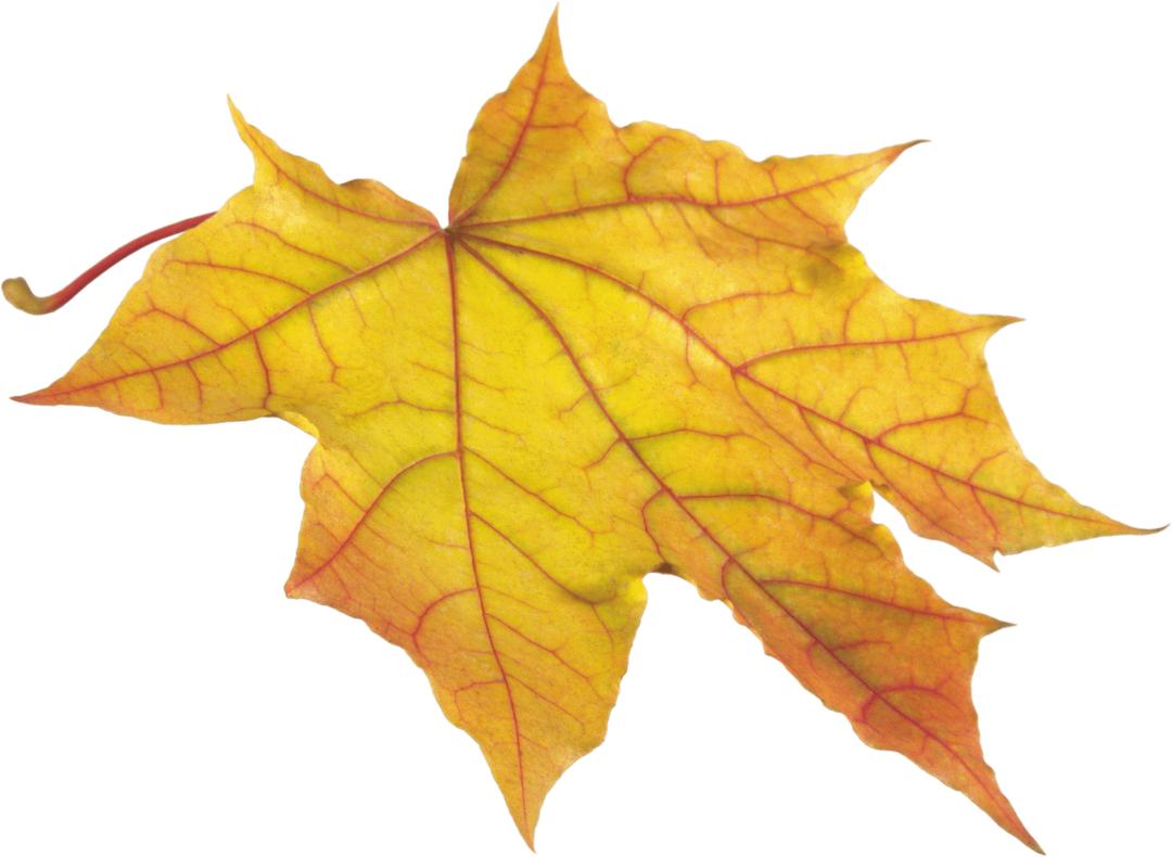 Autumm Leaves Solo Right png transparent
