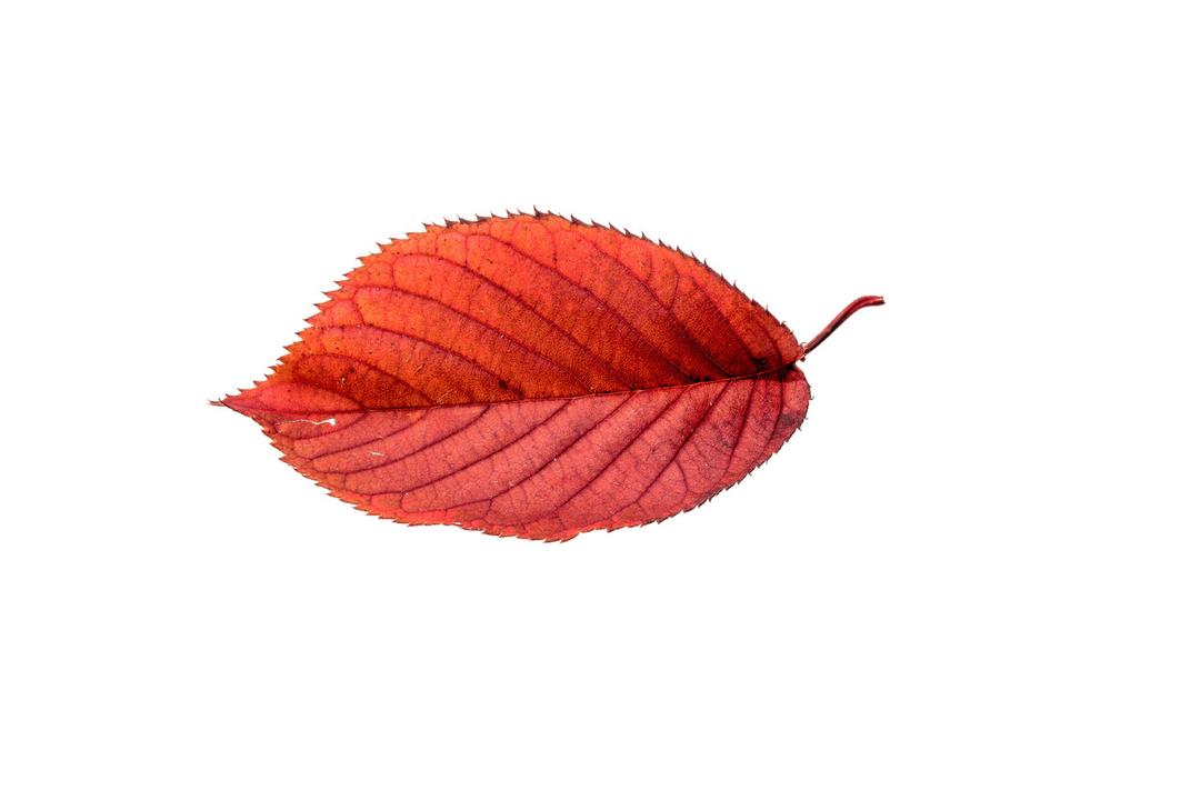 Autumn Beech Leaf png transparent