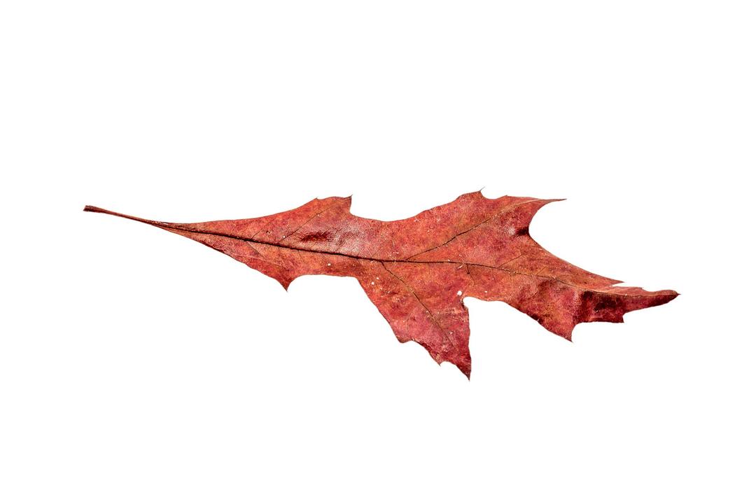 Autumn Broad Leaf png transparent