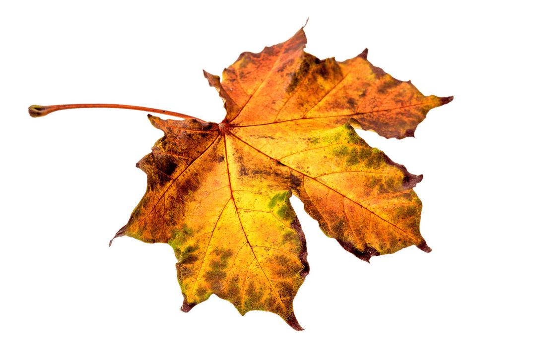 Autumn Brownish Leaf png transparent