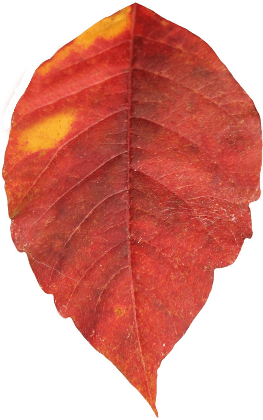 Autumn Leaf Single png transparent