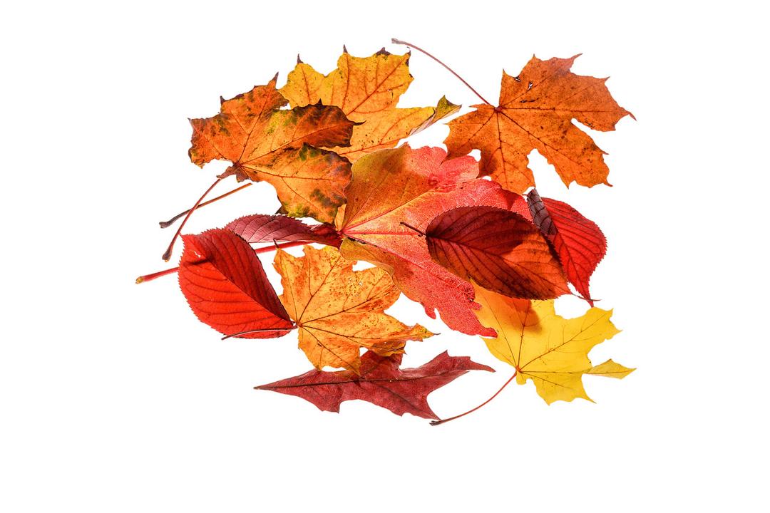 Autumn Leaves Collection png transparent