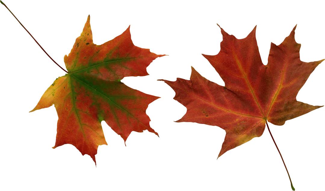 Autumn Leaves Duo png transparent
