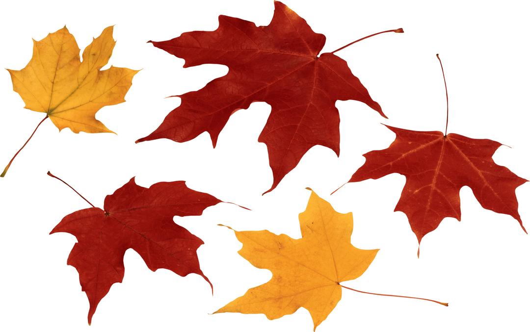 Autumn Leaves Group png transparent