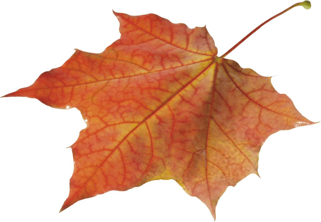 Autumn Leaves Solo Left png transparent