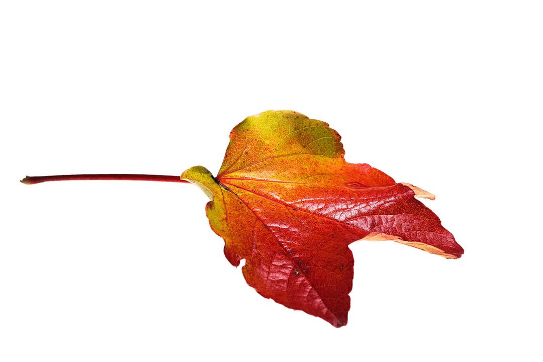 Autumn Red and Yellow Leaf png transparent