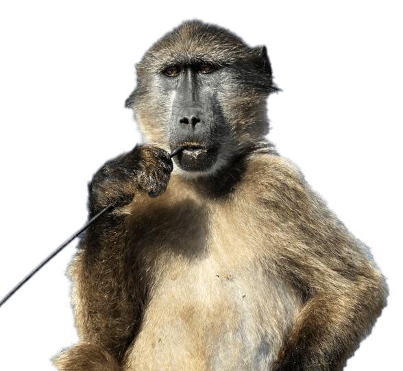 Baboon With Stick In His Mouth png transparent