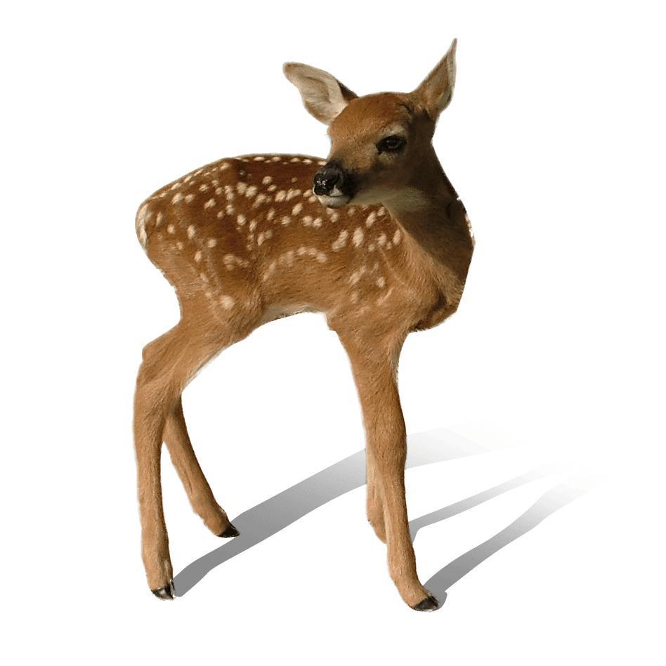 Baby Deer Standing png transparent