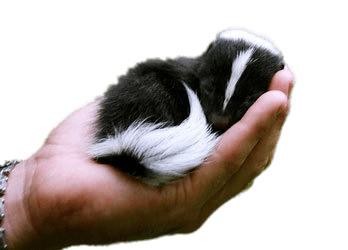 Baby Skunk In Hand png transparent