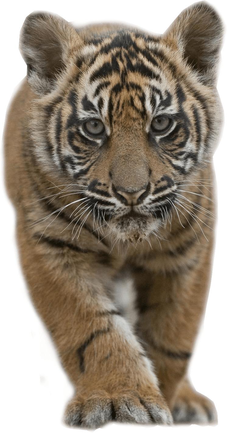 Baby Tiger png transparent