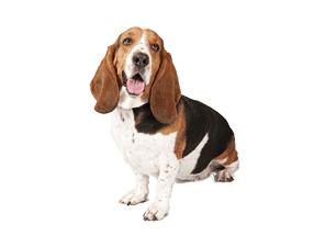 Basset Dog Looking Up Right  png transparent