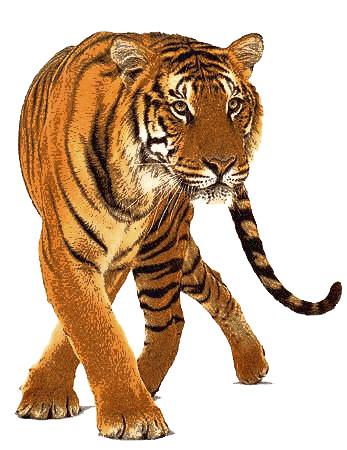Beautiful Tiger Front png transparent