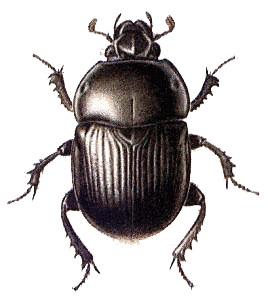 Beetle Black Large png transparent