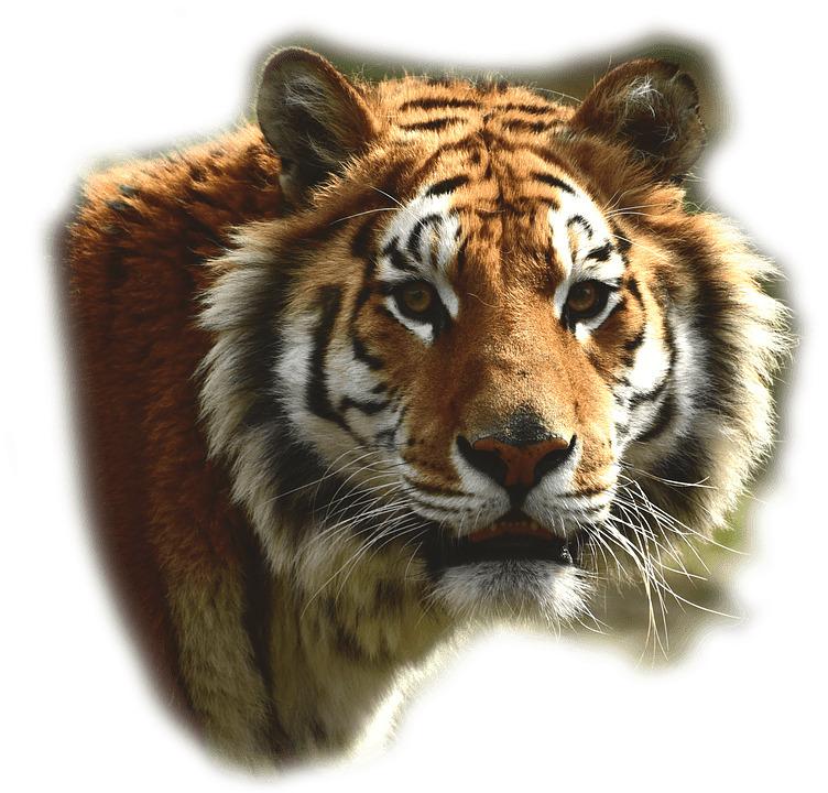 Bengal Tiger png transparent