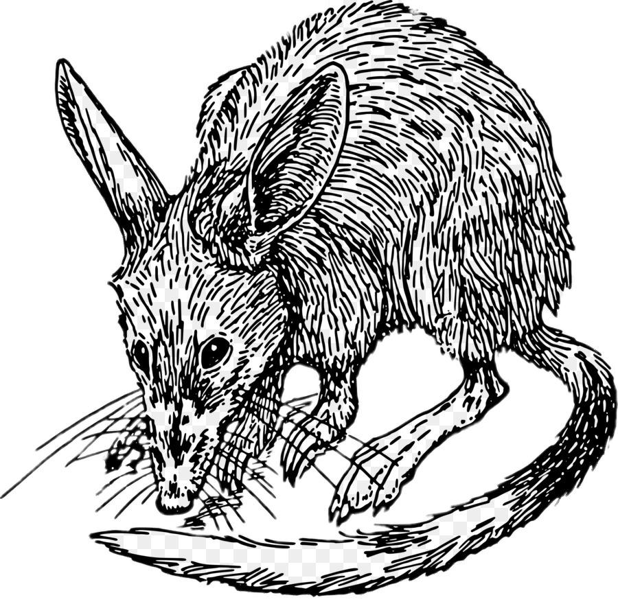 Bilby Black and White Drawing png transparent