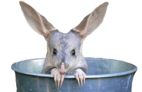 Bilby In A Bucket png transparent