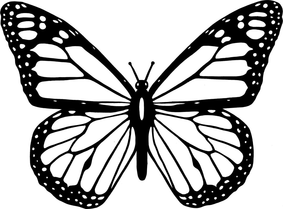 Black And White Butterfly png transparent