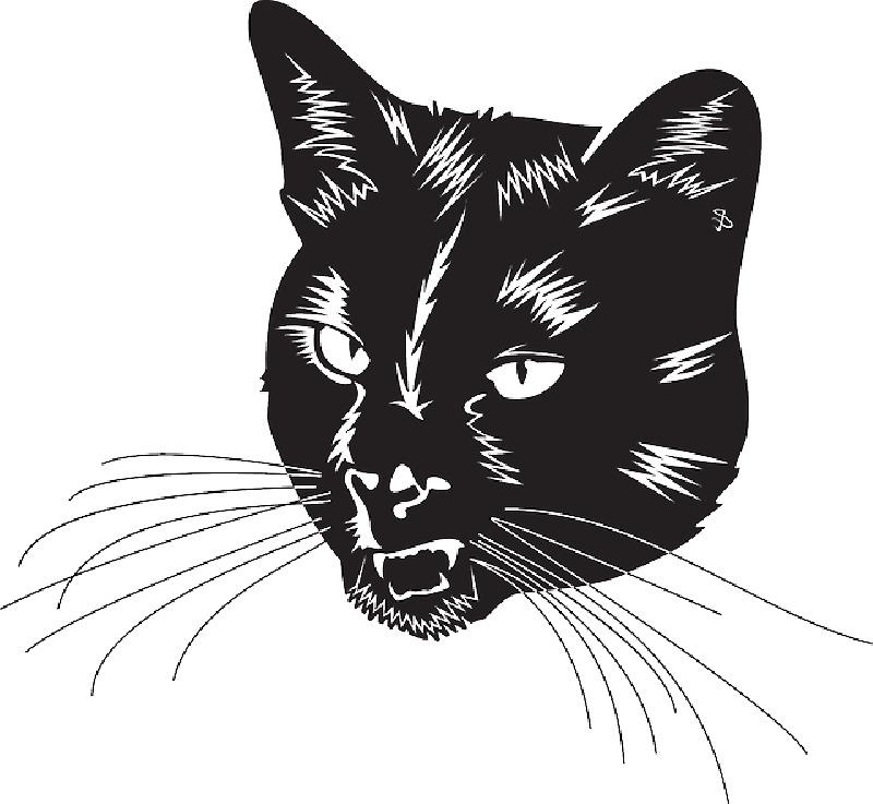 Black Cat Head With Whiskers png transparent