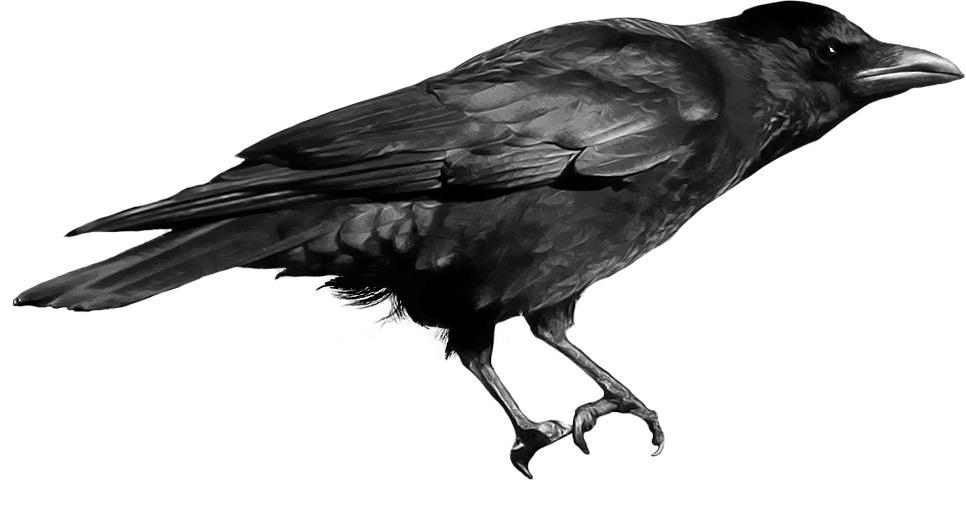 Black Crow png transparent