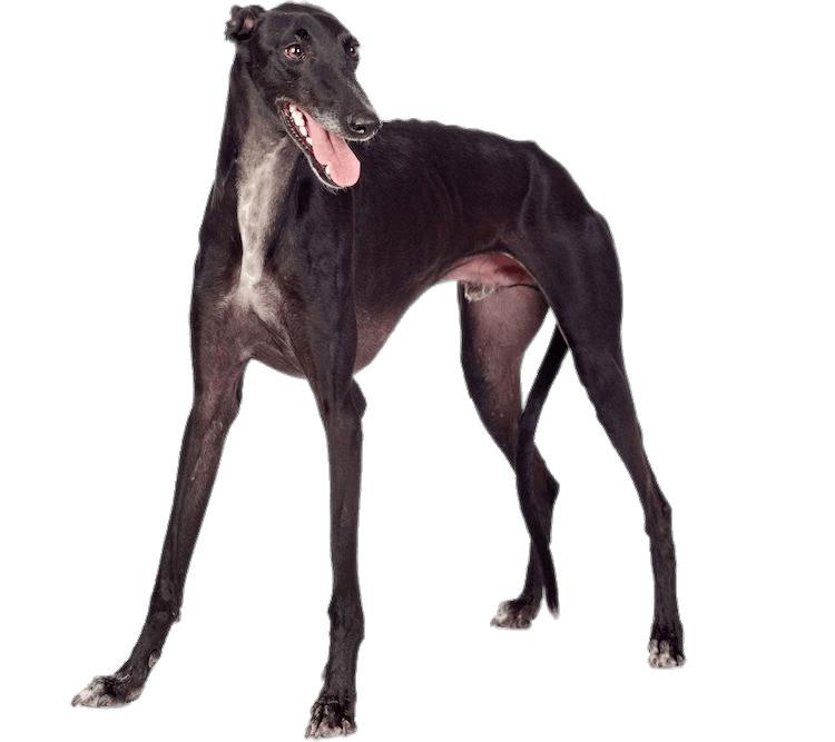 Black Greyhound png transparent