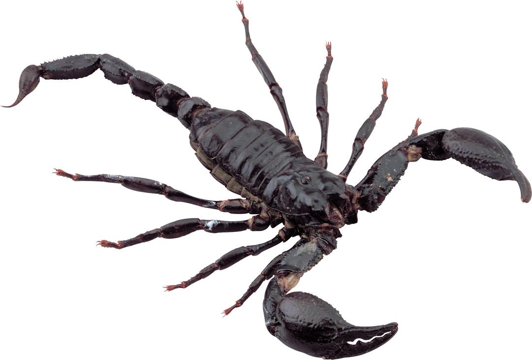 Black Scorpion png transparent