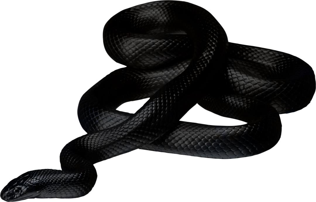 Black Snake png transparent