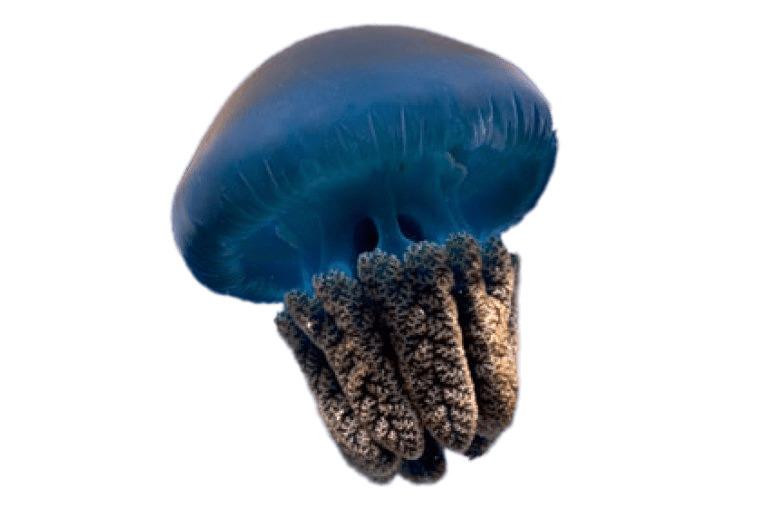 Blue Jellyfish png transparent