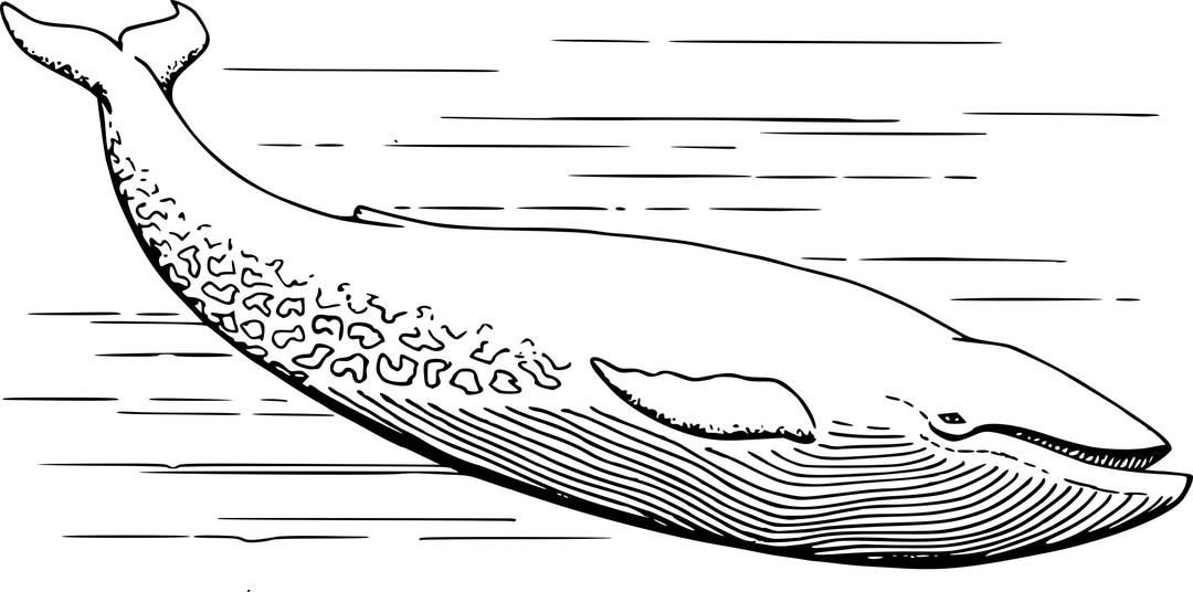 Blue whale png transparent