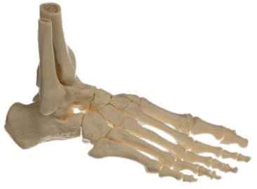 Bones Of the Foot png transparent